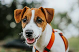 Close-up of a small dog sporting a vibrant, embroidered vest with a happy expression.