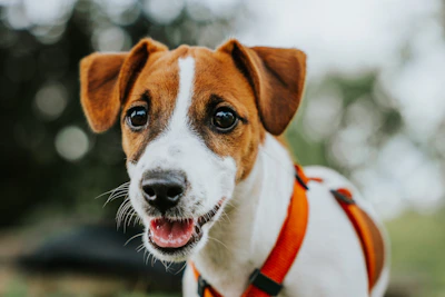 Close-up of a small dog sporting a vibrant, embroidered vest with a happy expression.