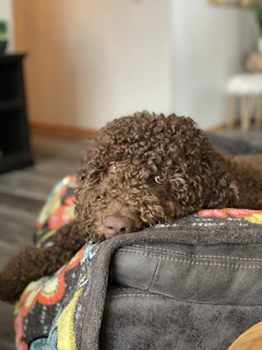 A playful puppy resting its head on the edge of a cozy, knitted pet bed in a warm living room