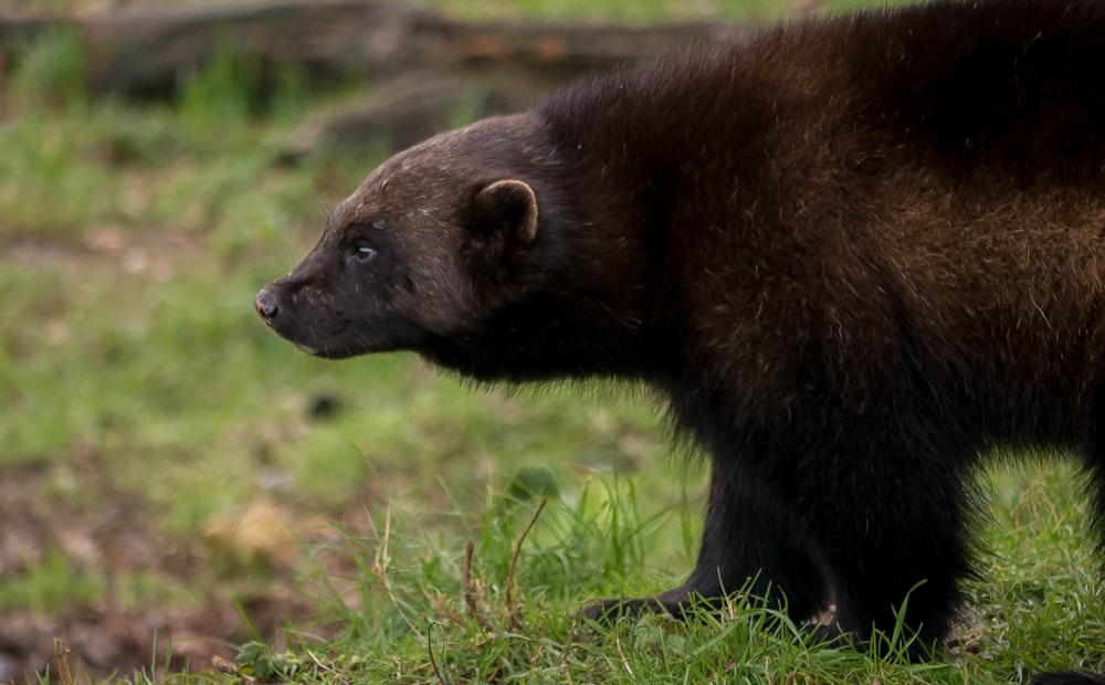 a bear walking in the grass