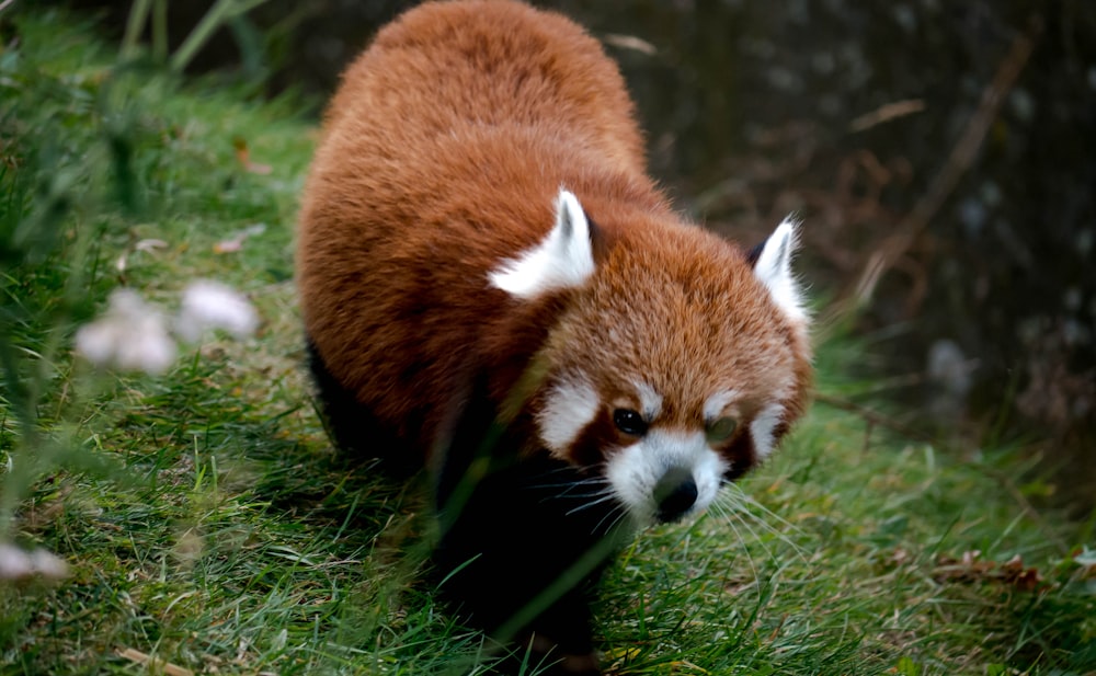 a red panda in the grass