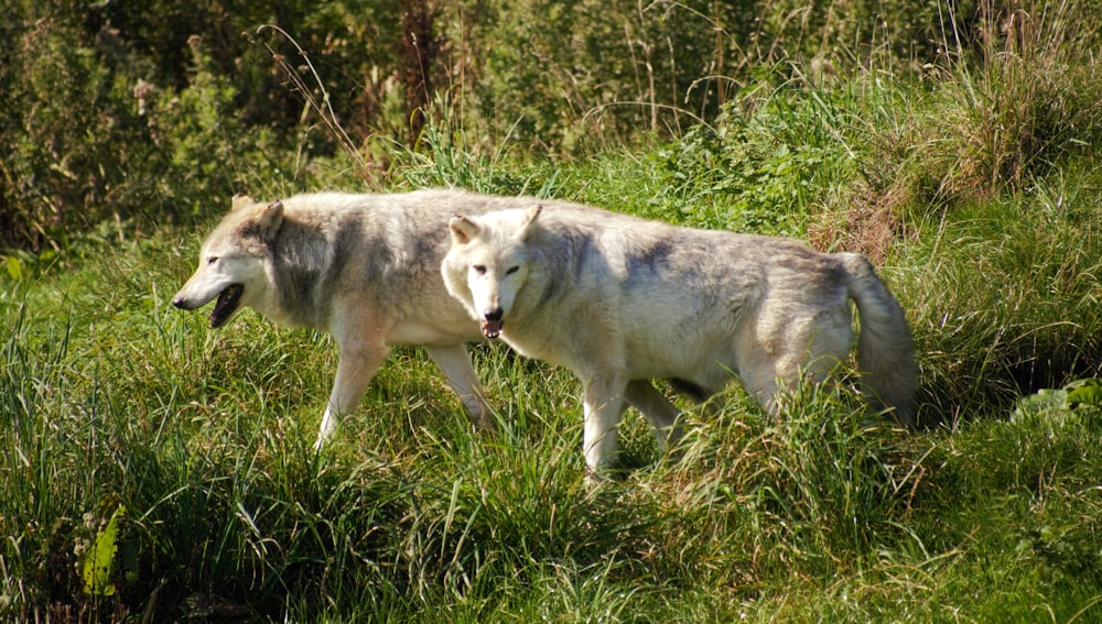 a couple of wolves in a grassy area