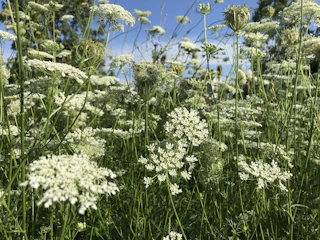 flowers wild carrots laukiniu morku hidrolatas drekina vesina hidrosol geliu vanduo