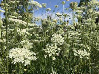 flowers wild carrots laukiniu morku hidrolatas drekina vesina hidrosol geliu vanduo