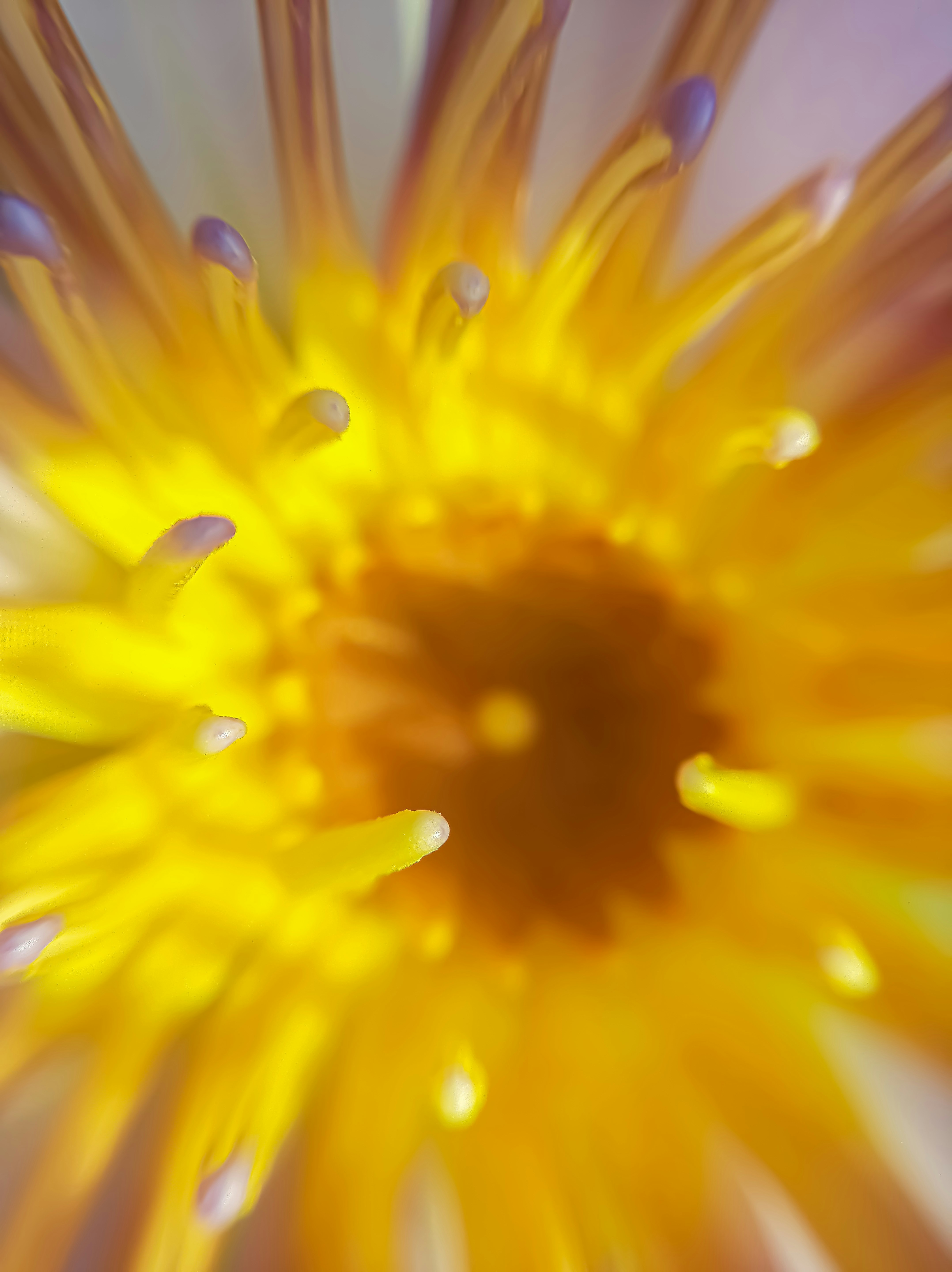 Photo by toushifalam