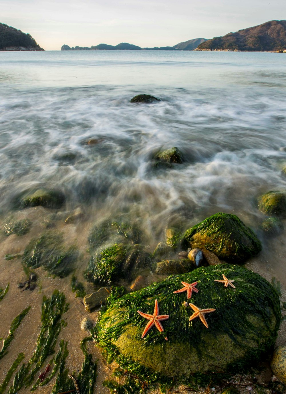 a body of water with rocks and plants on the side