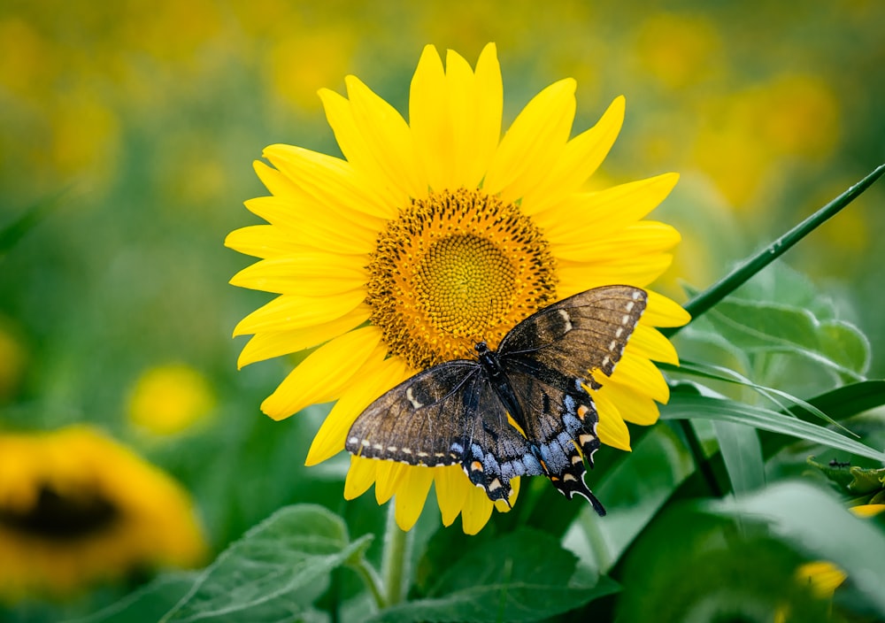 a butterfly on a yellow flower