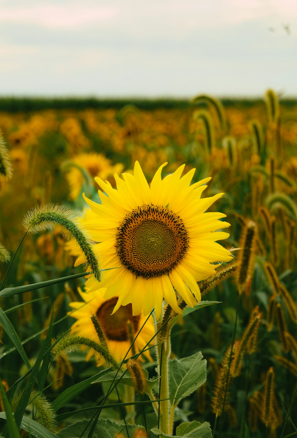 a sunflower in a field