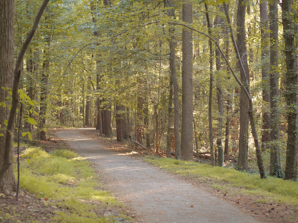 a dirt road in a forest