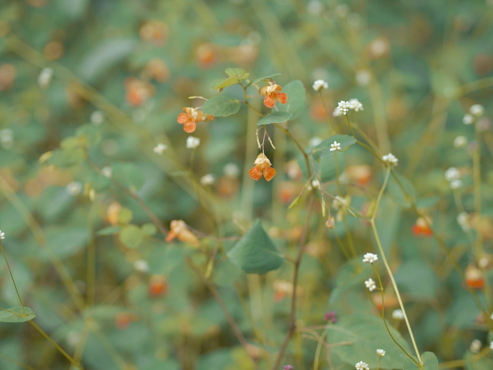 a close up of a plant