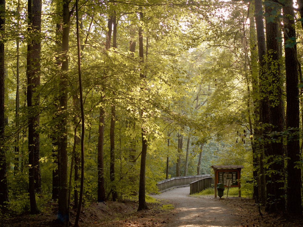 a path through a forest