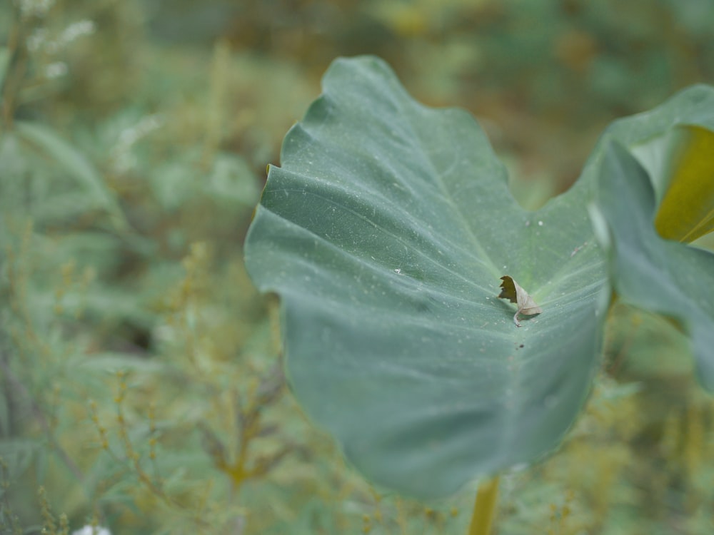 a bug on a leaf