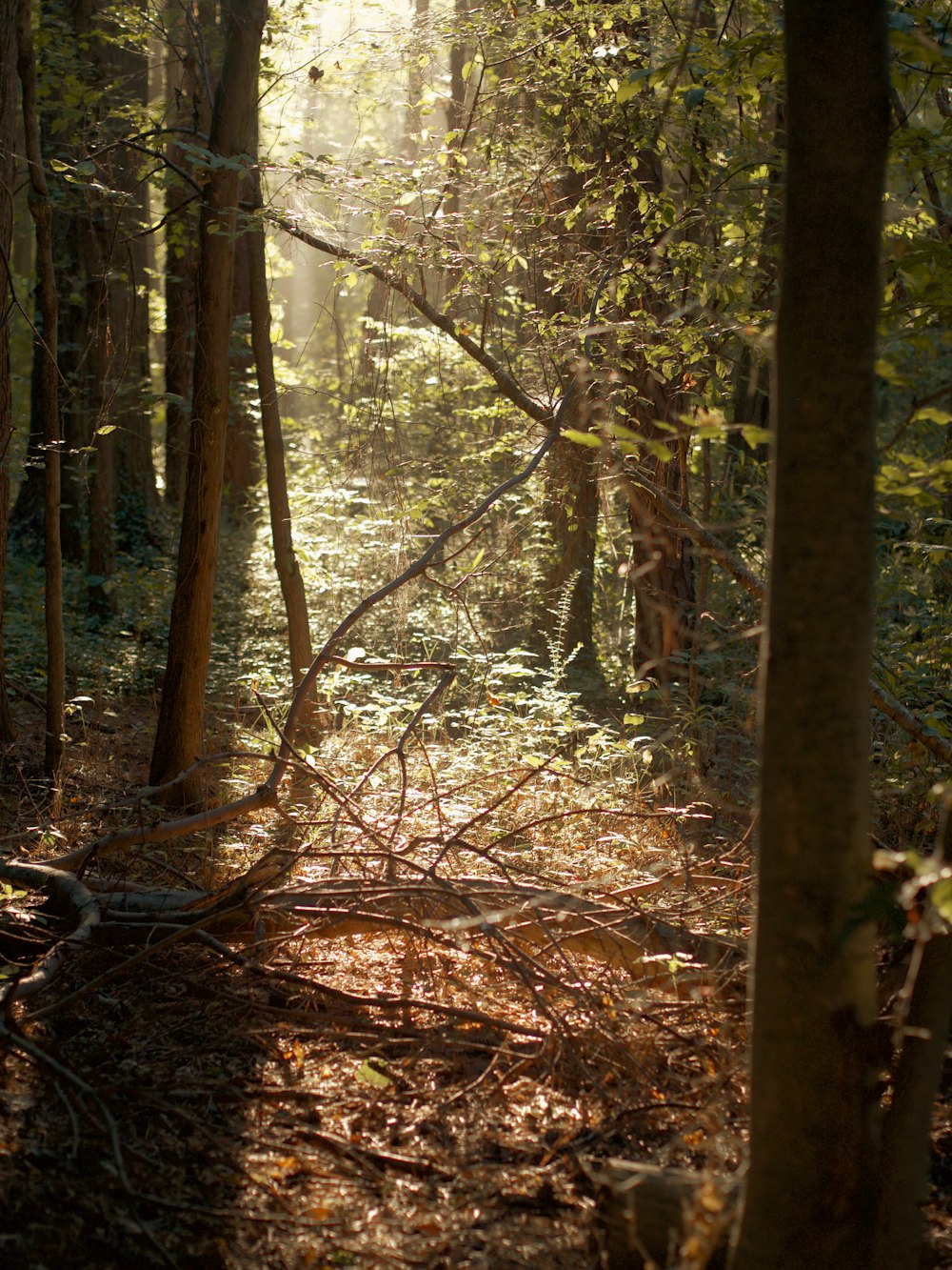 a path in the woods