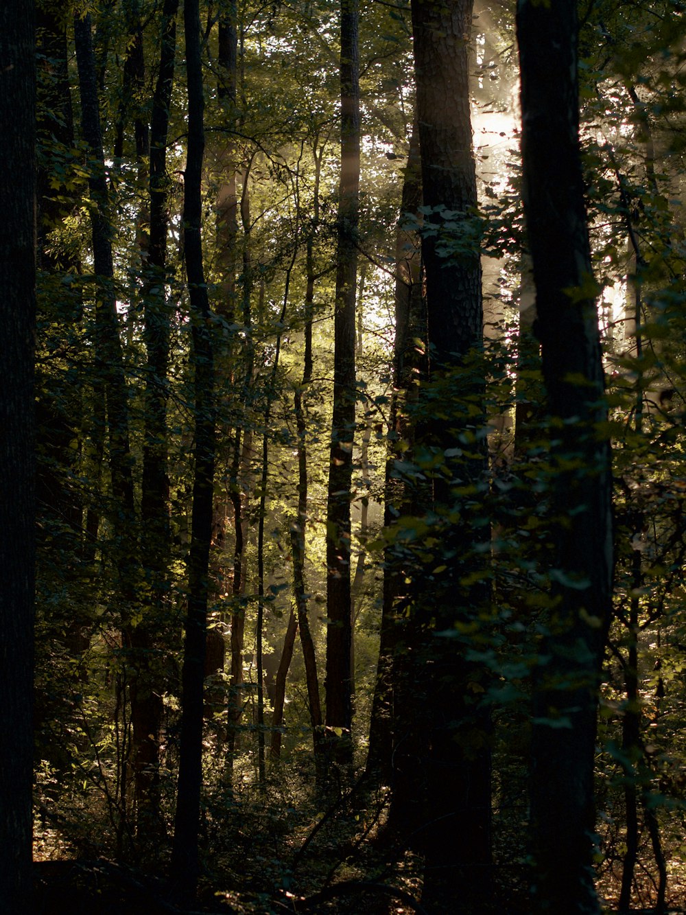 a forest of trees