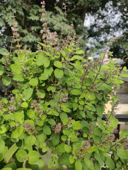 a close up of a plant