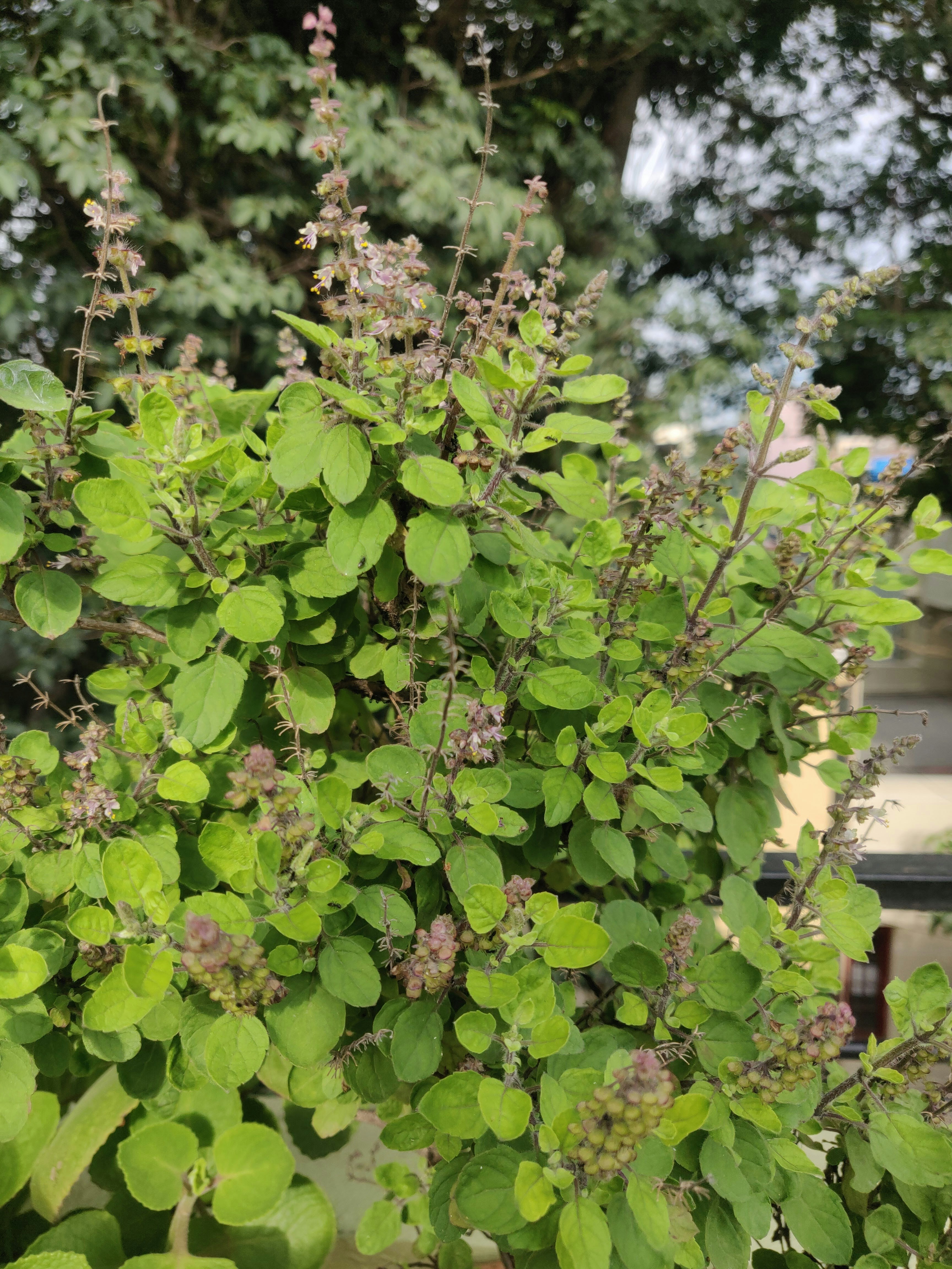 a close up of a plant tulsi