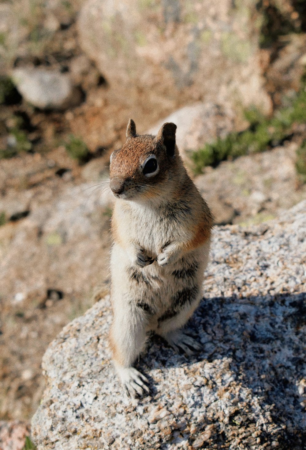 a squirrel standing on a rock