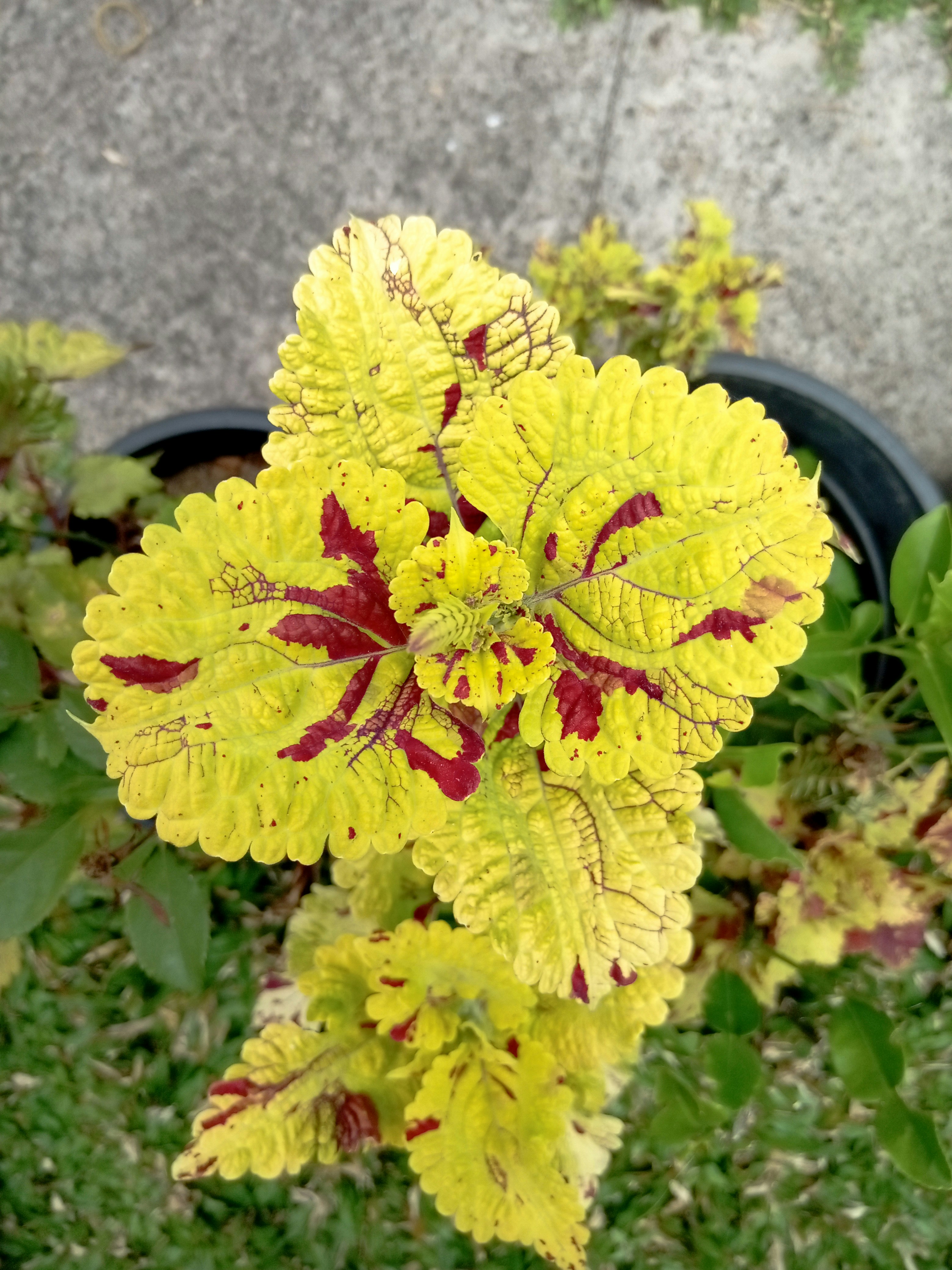 un fiore giallo e rosso