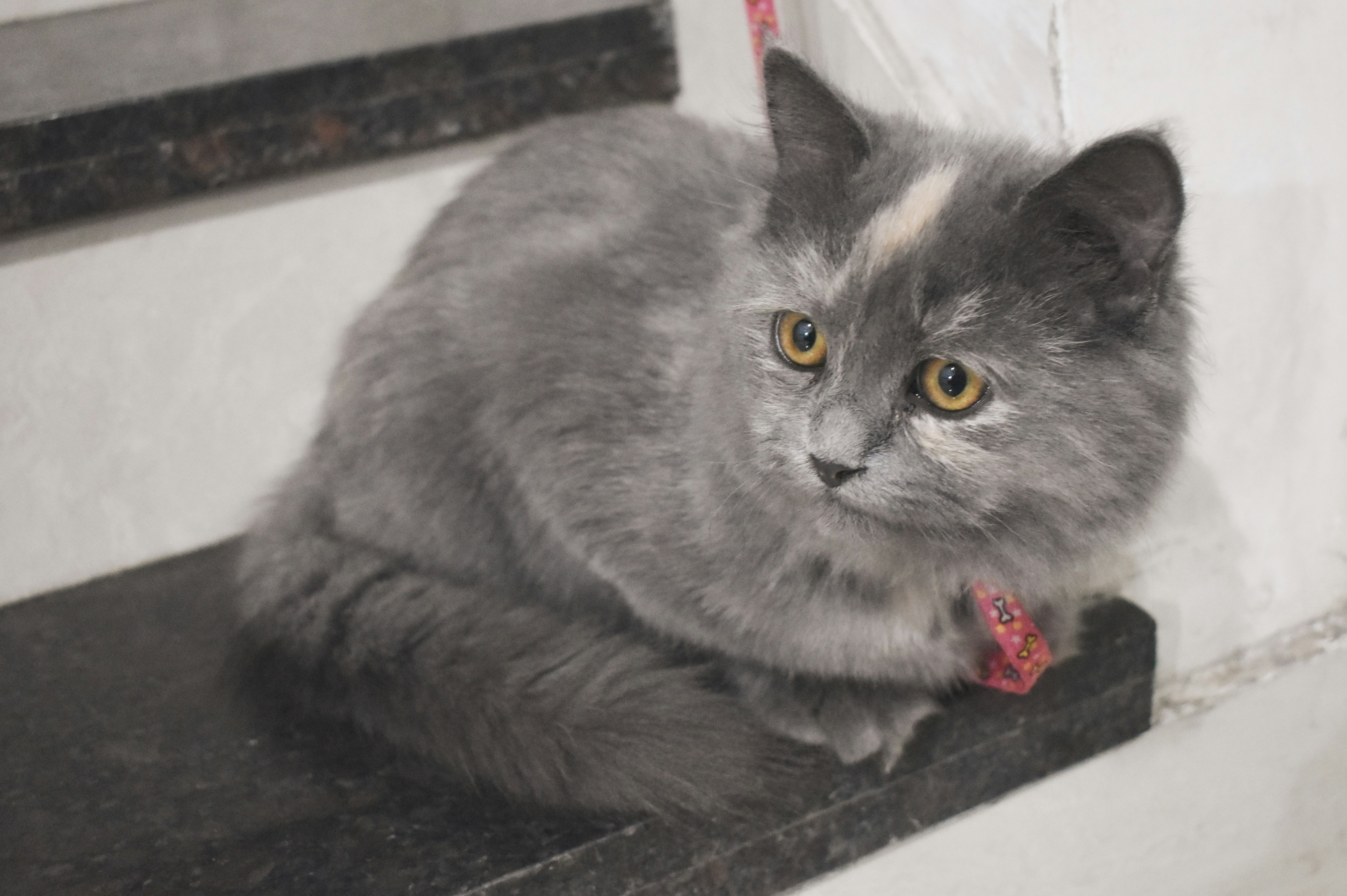 a cat lying on a ledge