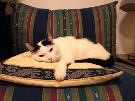 A black and white cat is lying comfortably on a decorative pillow placed on a striped cushion. The cat looks relaxed and content, with its head resting on the pillow and its eyes half open. The cushion features a colorful pattern with stripes in shades of blue, red, and green.