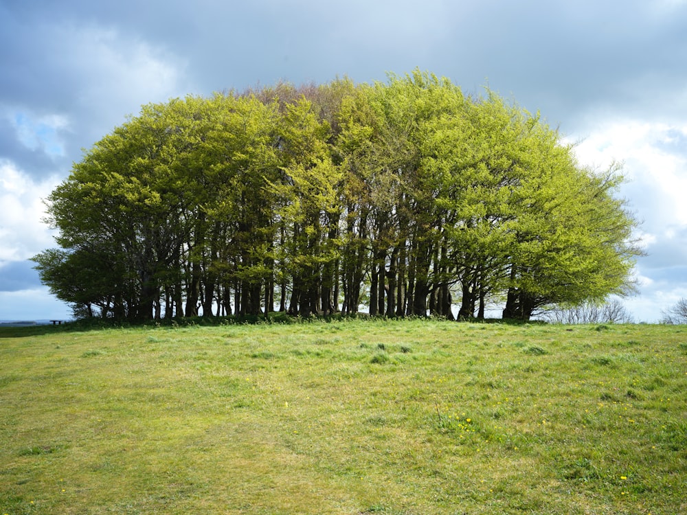 Un gruppo di alberi in un campo