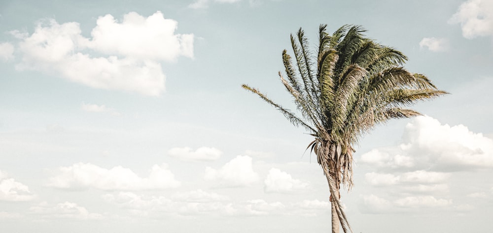 uma palmeira com um céu azul e nuvens no fundo