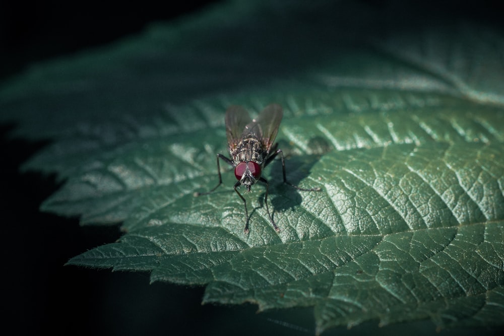 Un insecto en una hoja