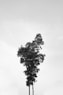 a tree with no leaves