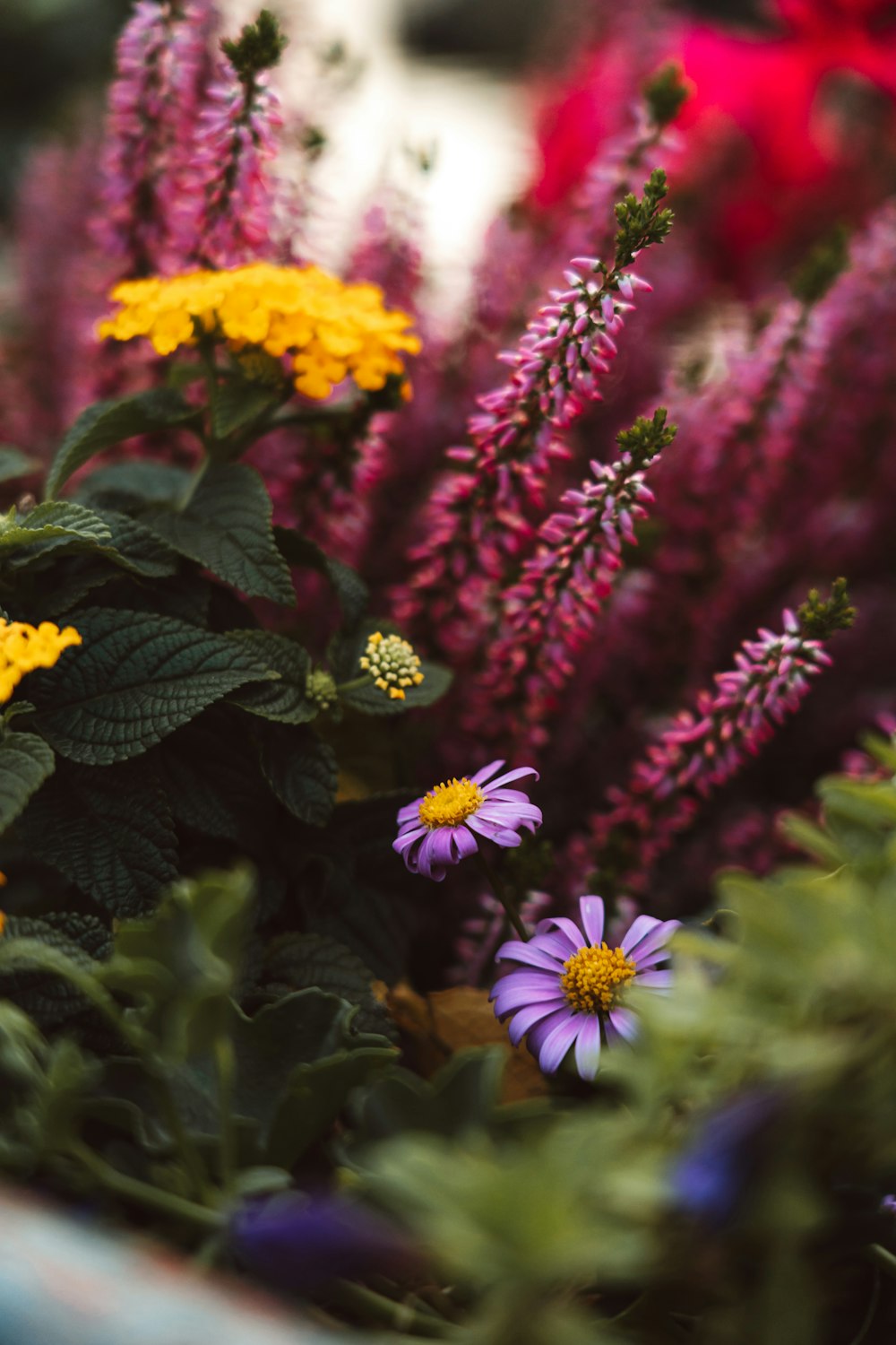 a group of flowers