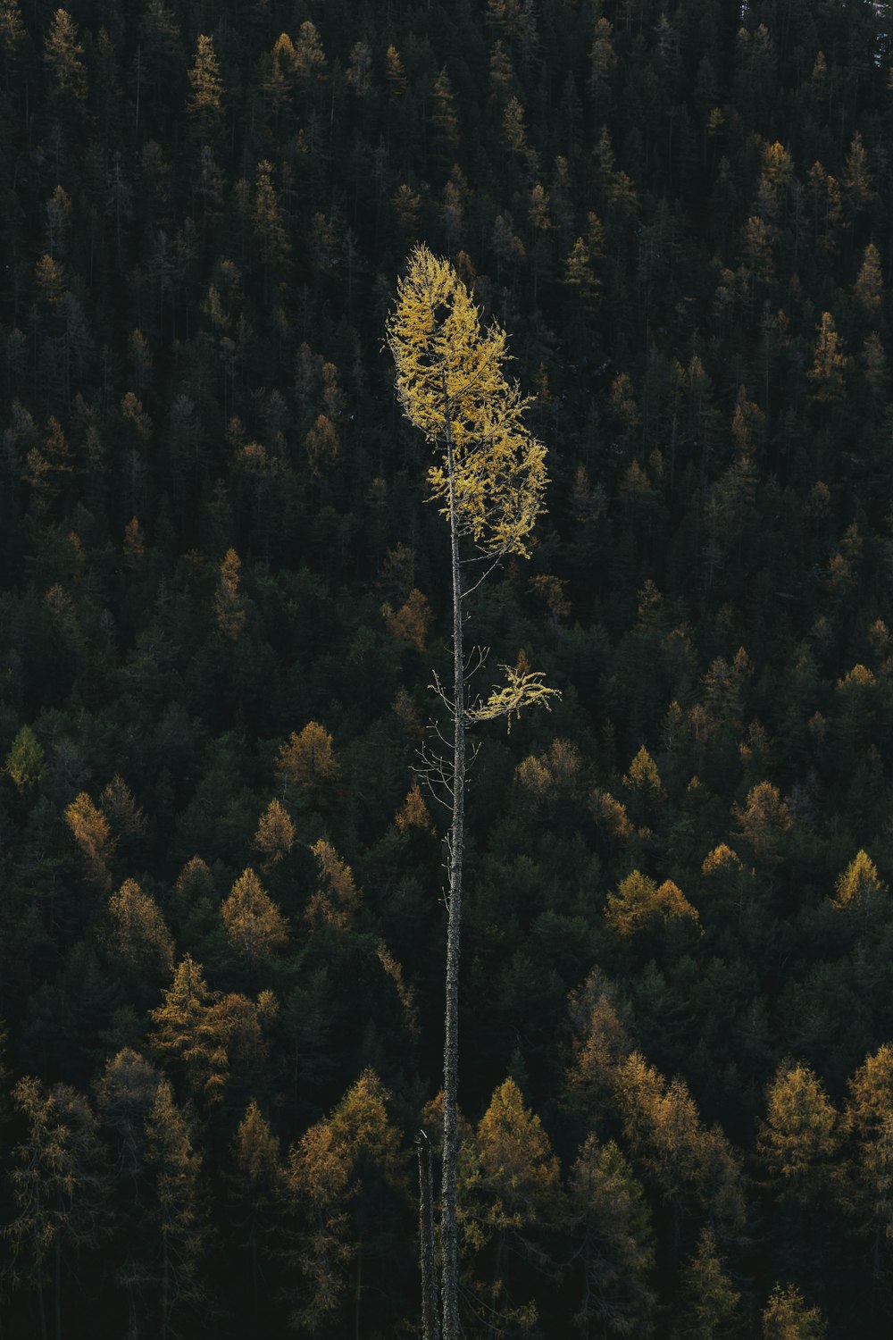 a tall tree in a forest