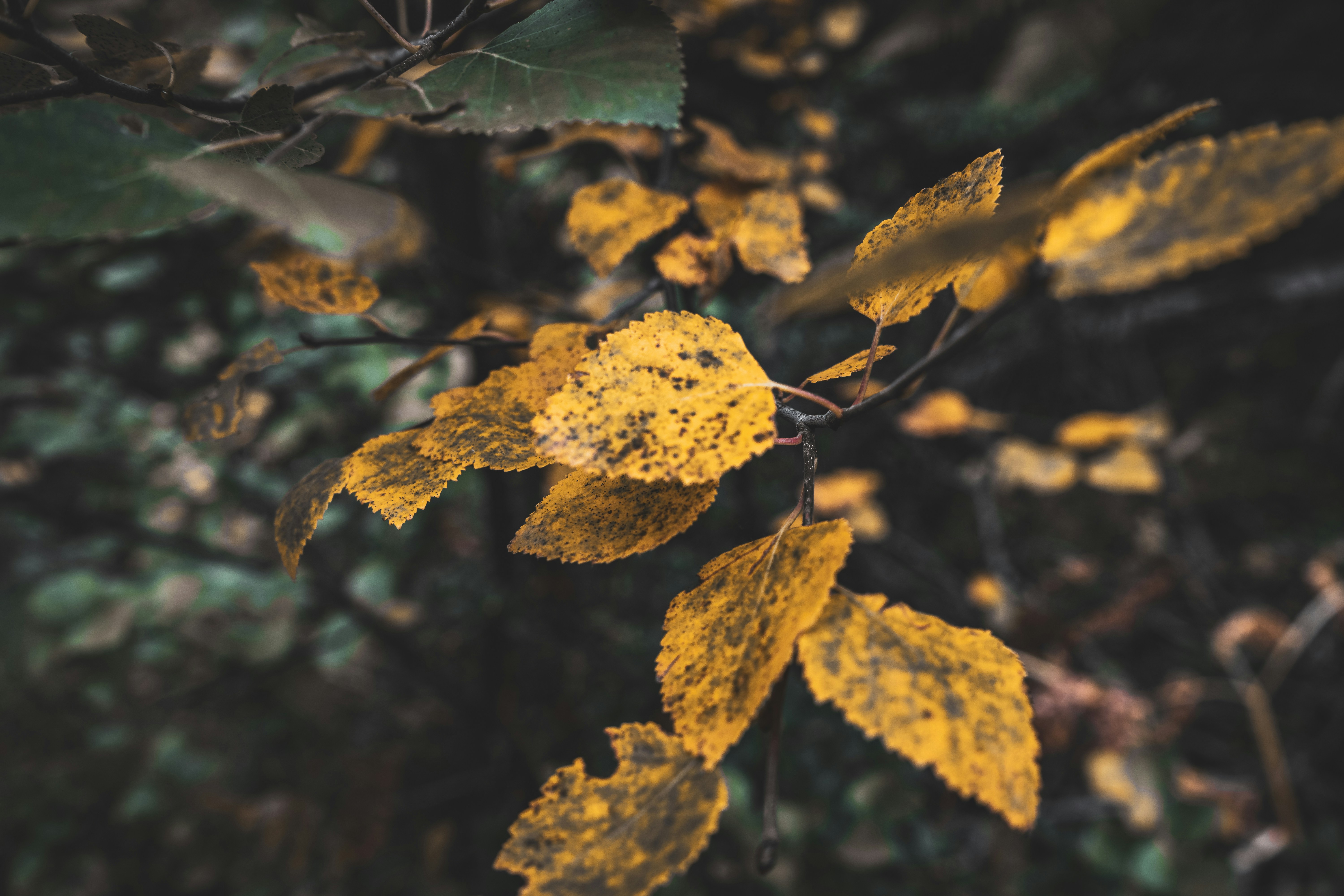 Photo by bellahegarty