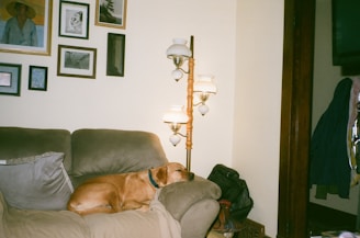 un chien couché sur le canapé