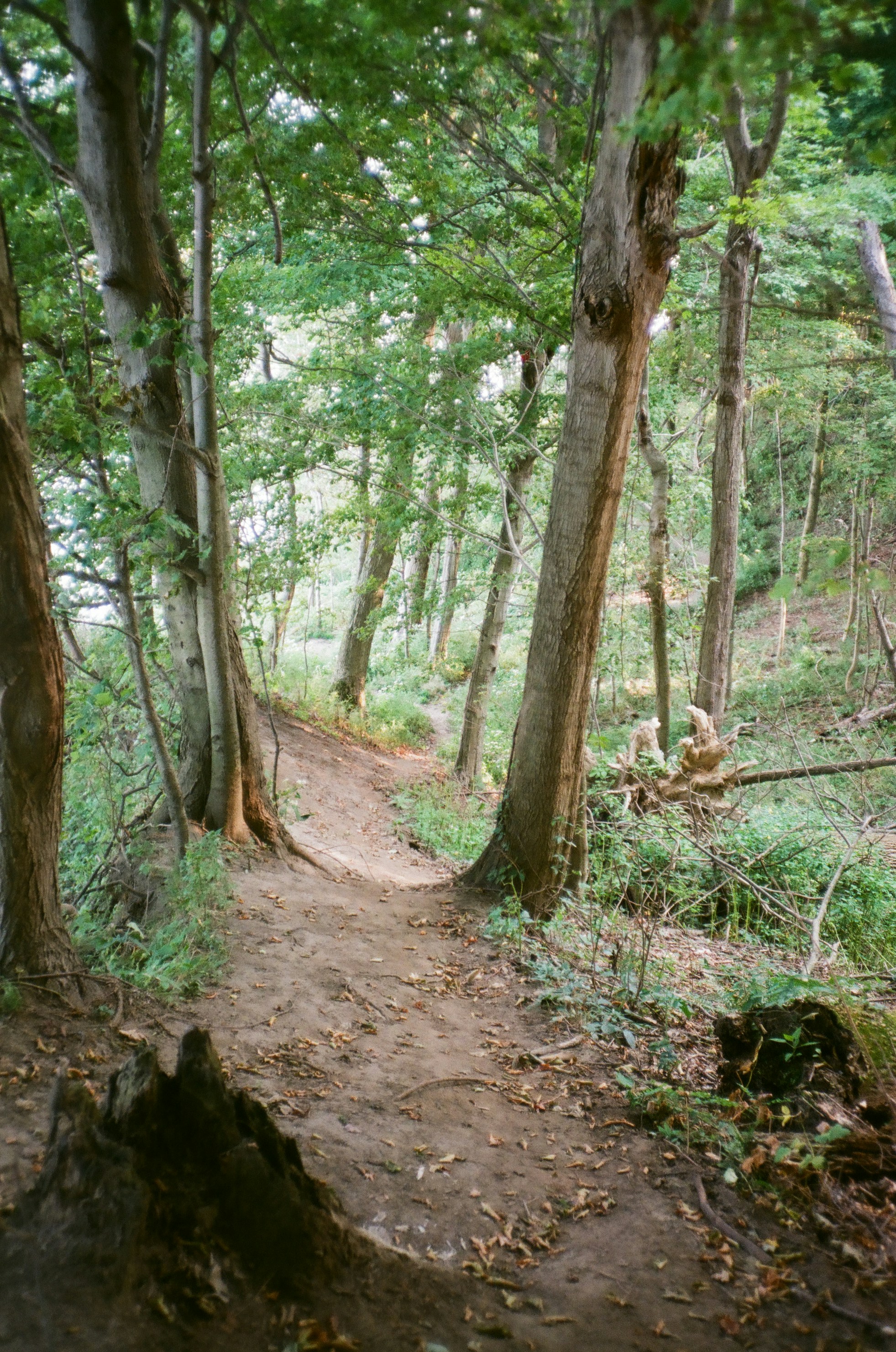 a dirt path through a forest