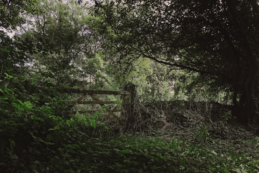 a wooden bridge in a forest