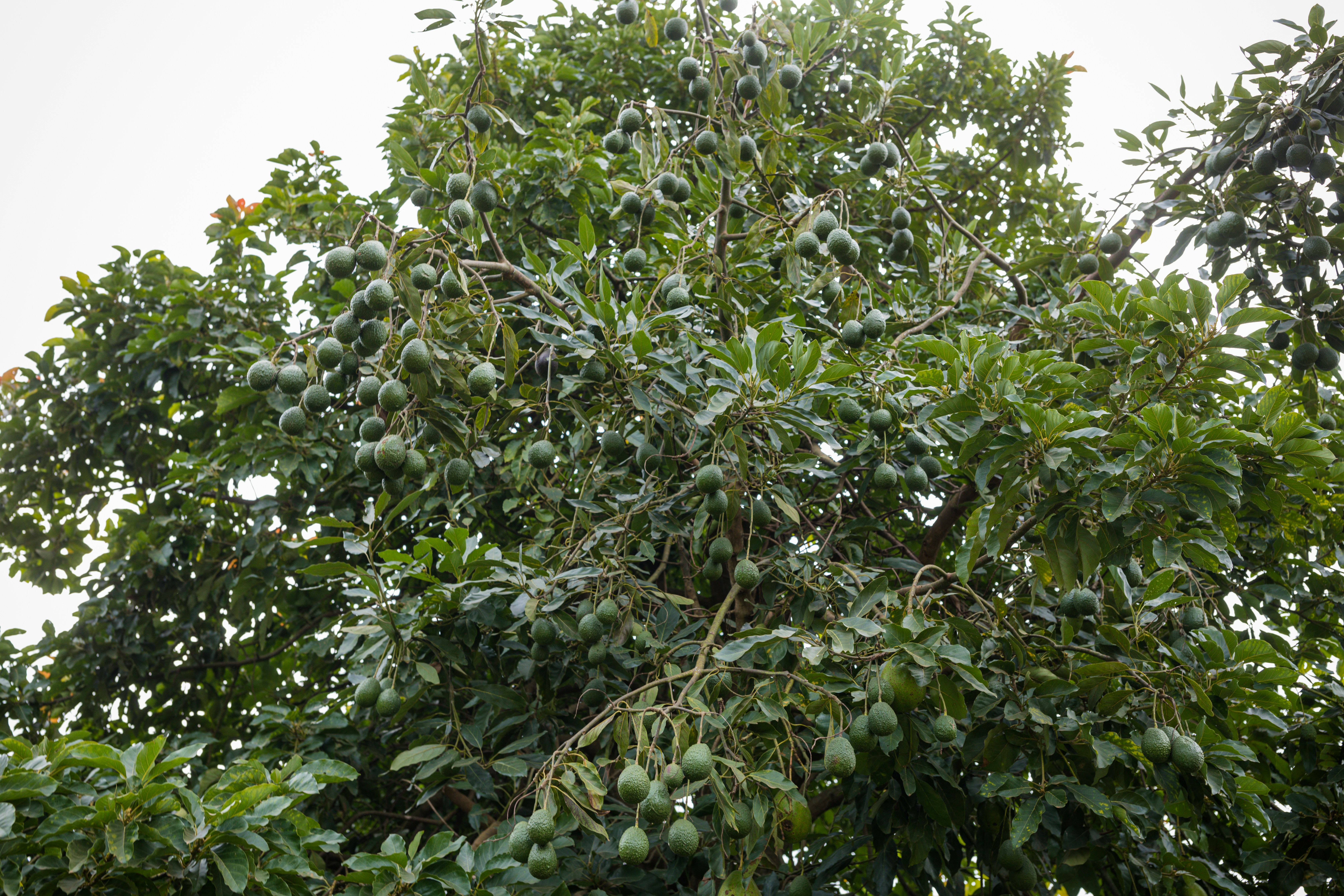 Tropical Nut Tree