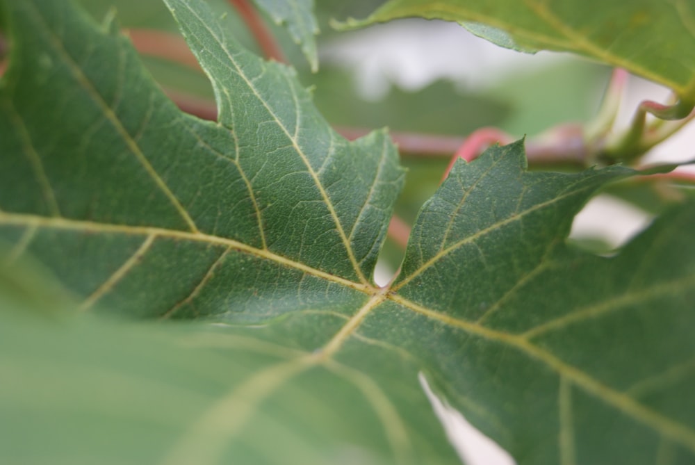 close-up of a green leaf