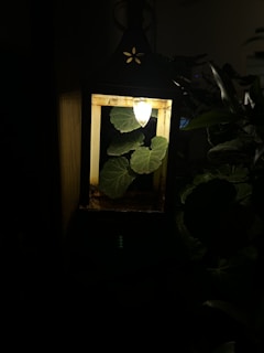 A lantern with a warm light illuminates green leaves inside the glass enclosure. The surrounding area is mostly dark, emphasizing the contrast between the bright leaves and the dim environment.