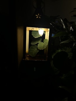 A lantern with a warm light illuminates green leaves inside the glass enclosure. The surrounding area is mostly dark, emphasizing the contrast between the bright leaves and the dim environment.