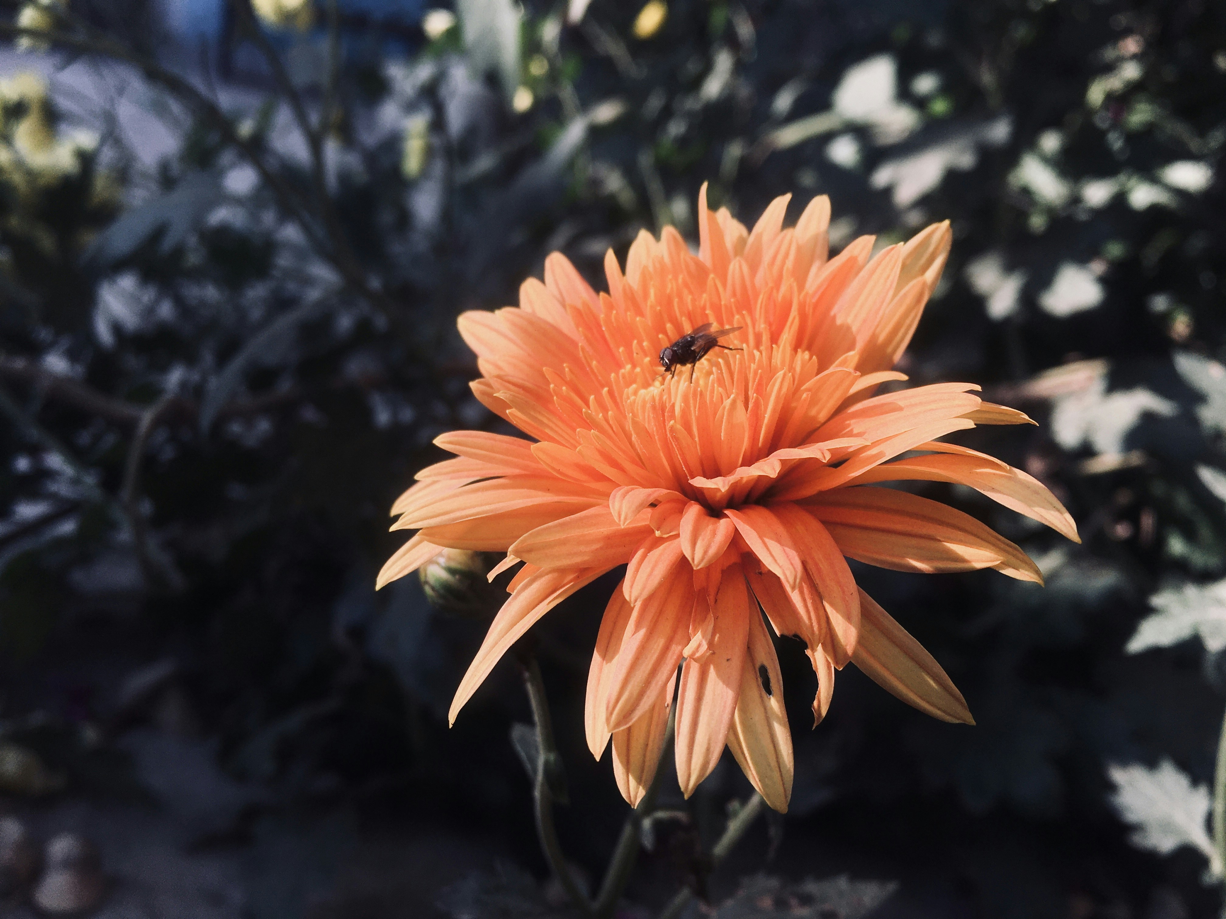 Photo by rajanrathore