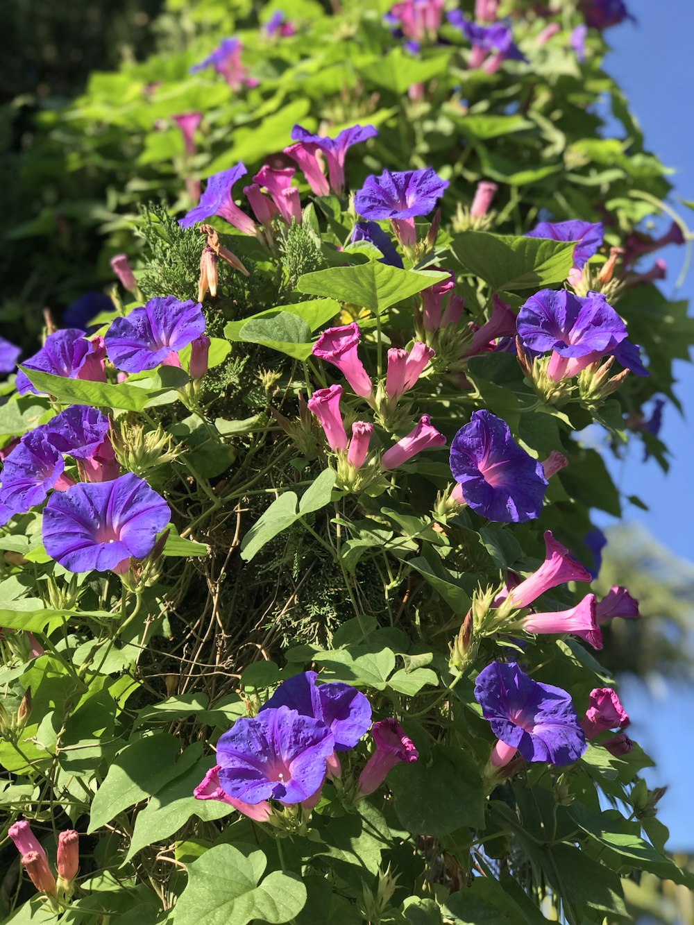 a group of purple flowers