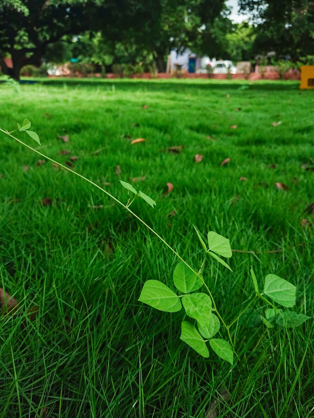 Un campo de hierba verde