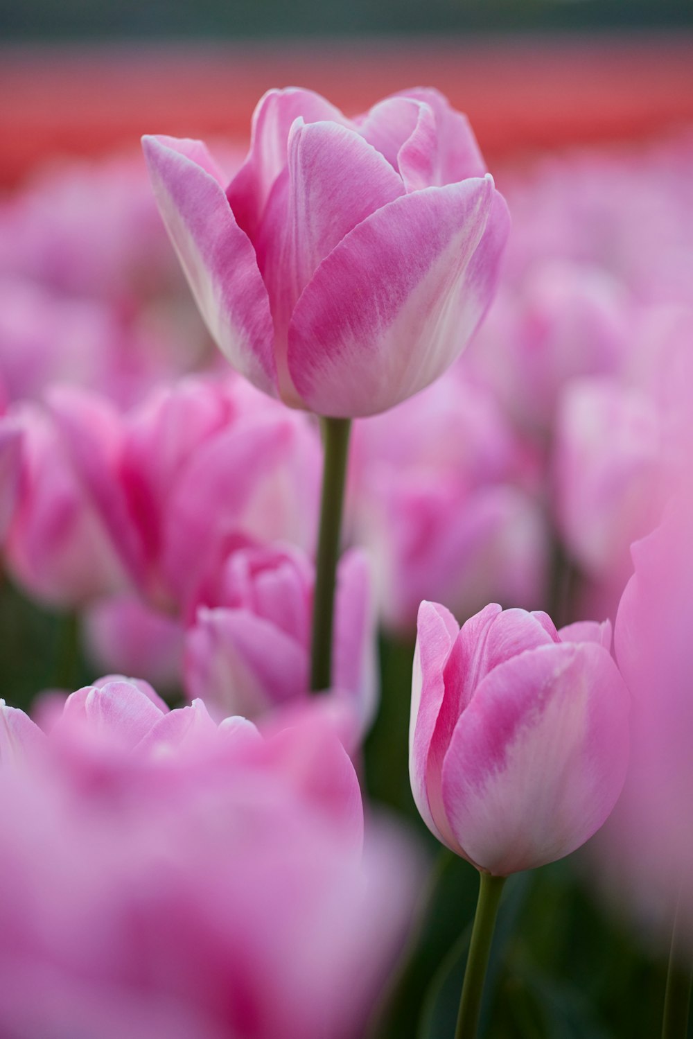 a close up of a flower