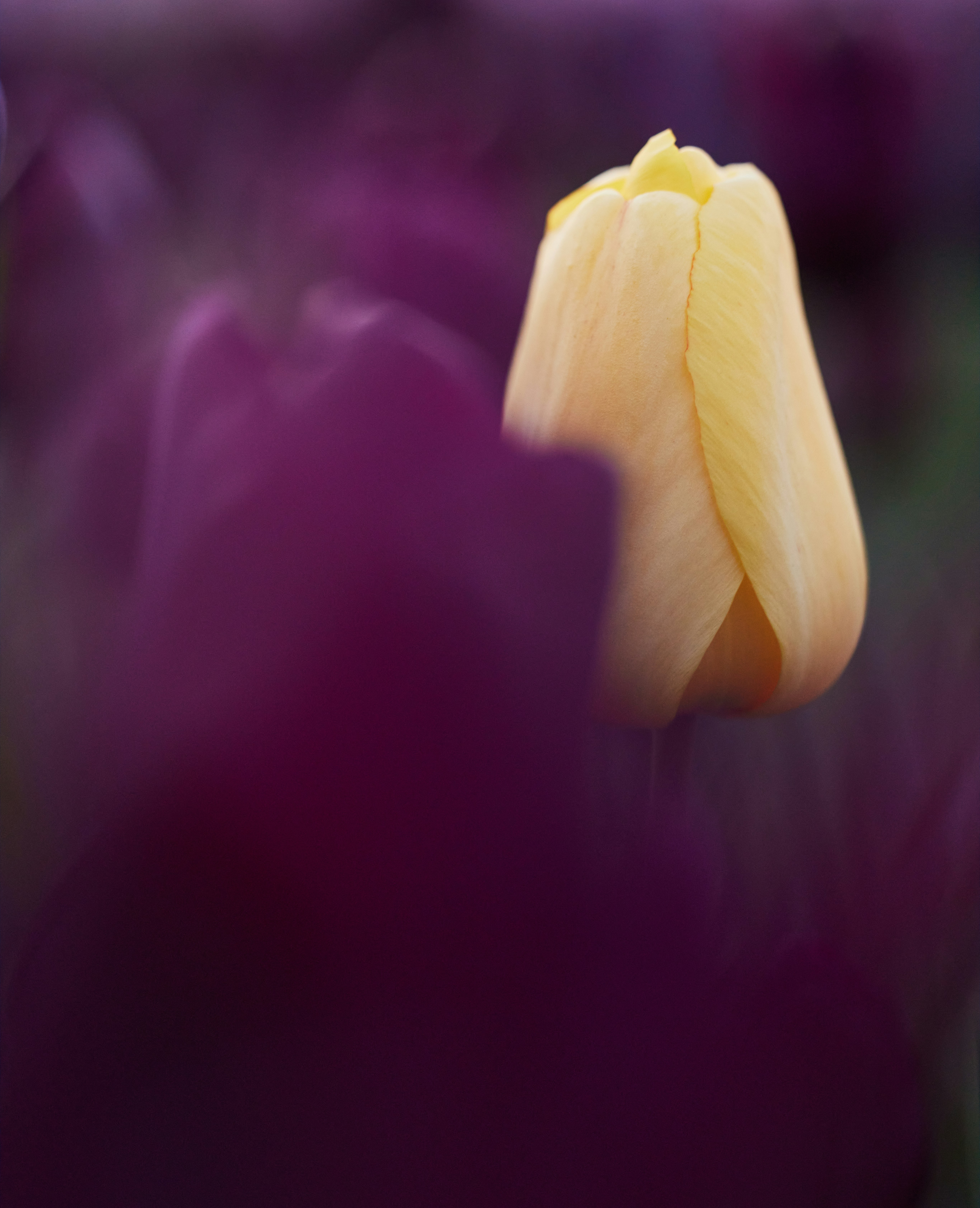 Why Flashbacks Look Different: Visual Coding of Time