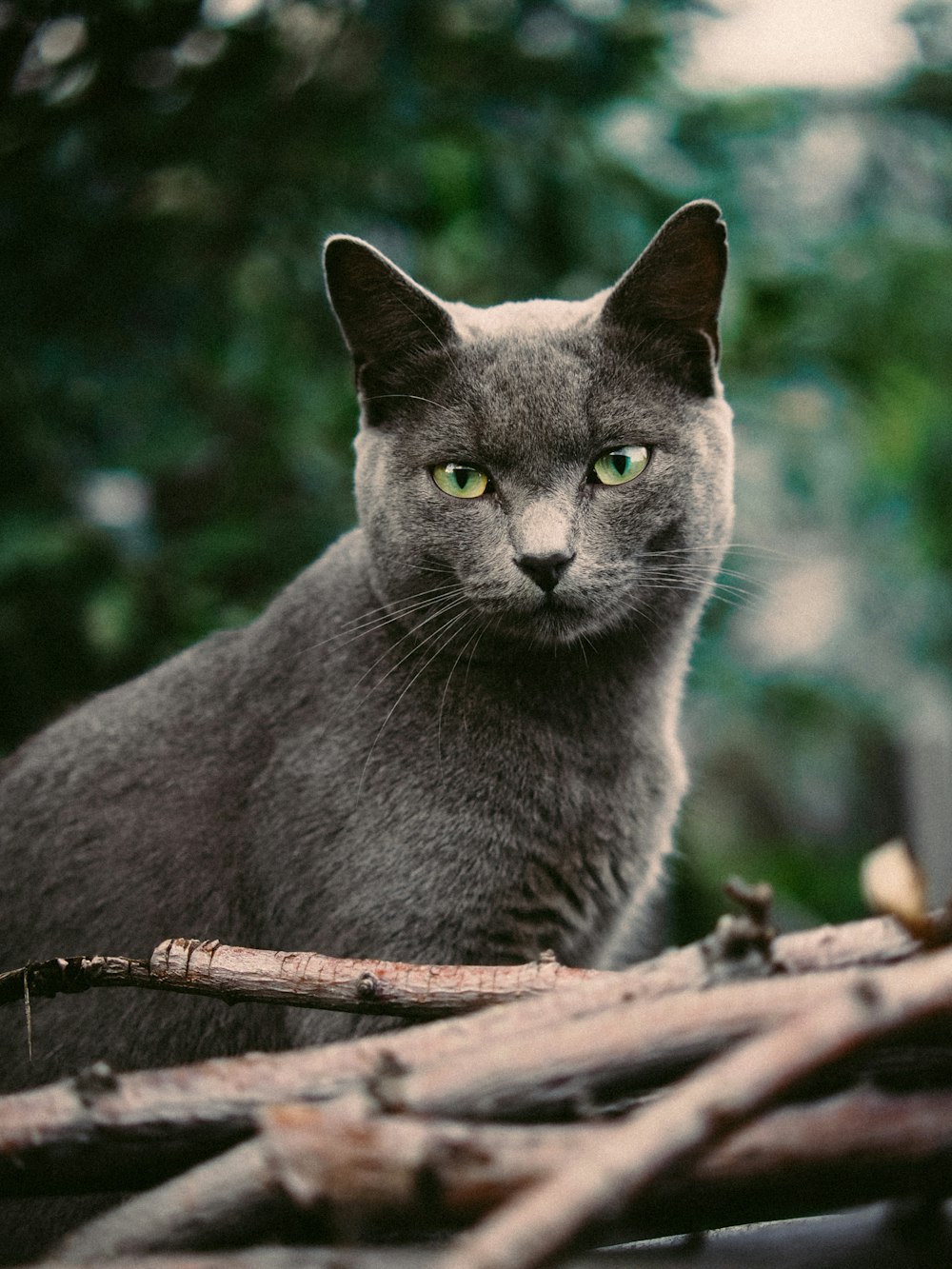 a cat sitting on a branch