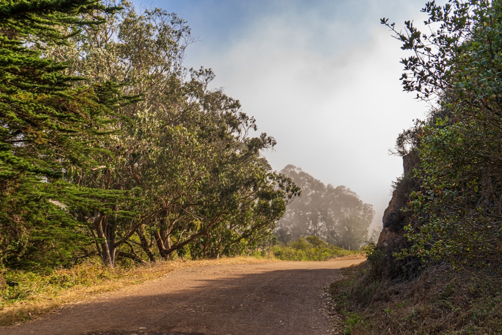 a dirt road with trees on either side of it