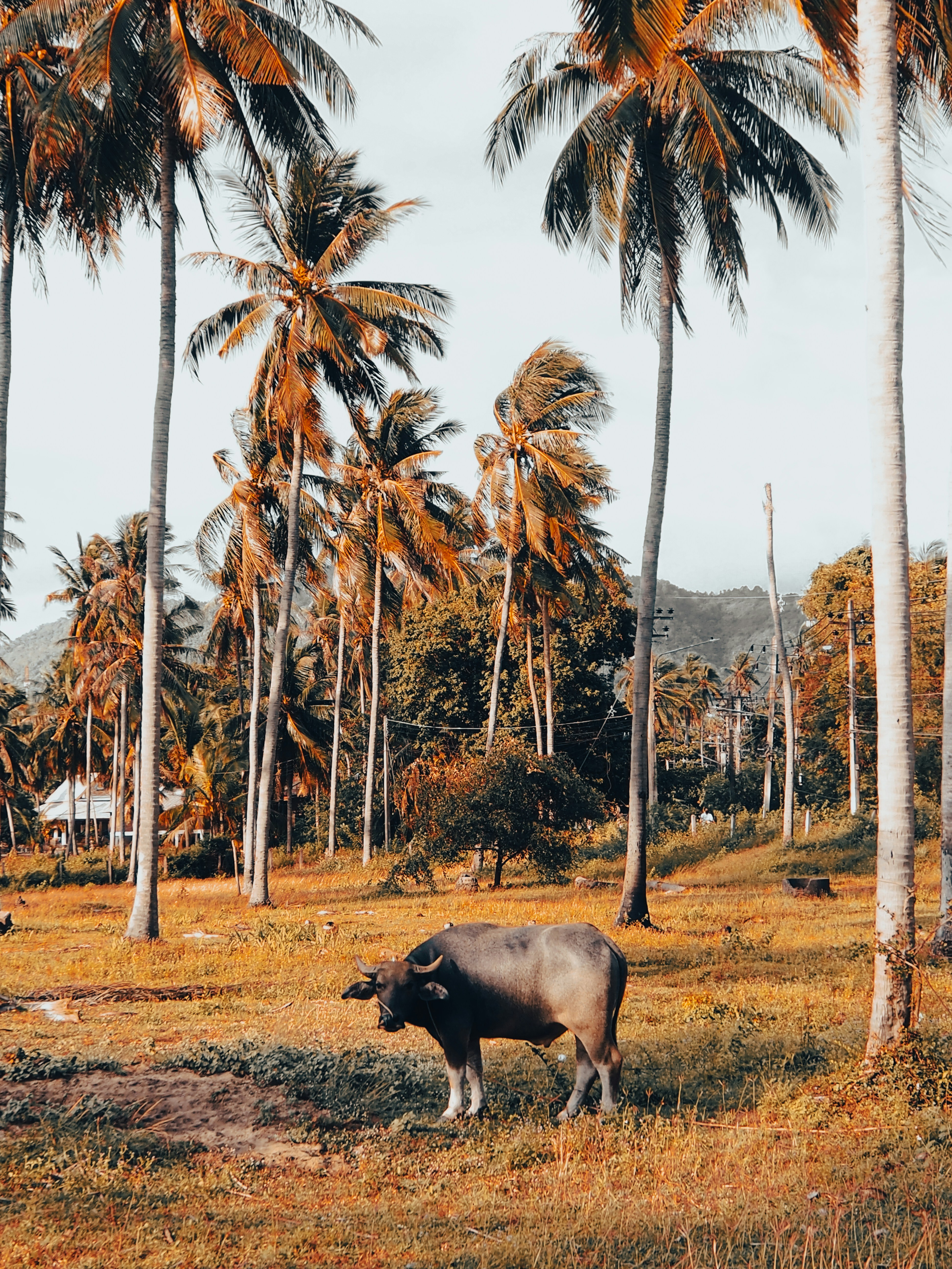 Fine Dining & Gourmet Experiences on Koh Samui