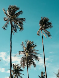 a group of palm trees