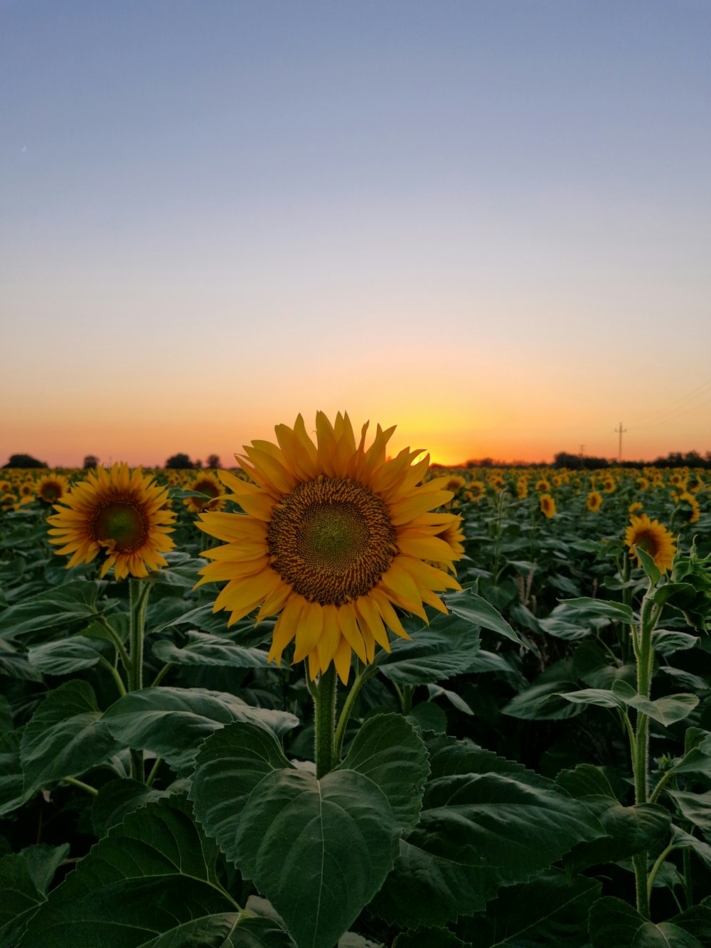 a field of sunflowers