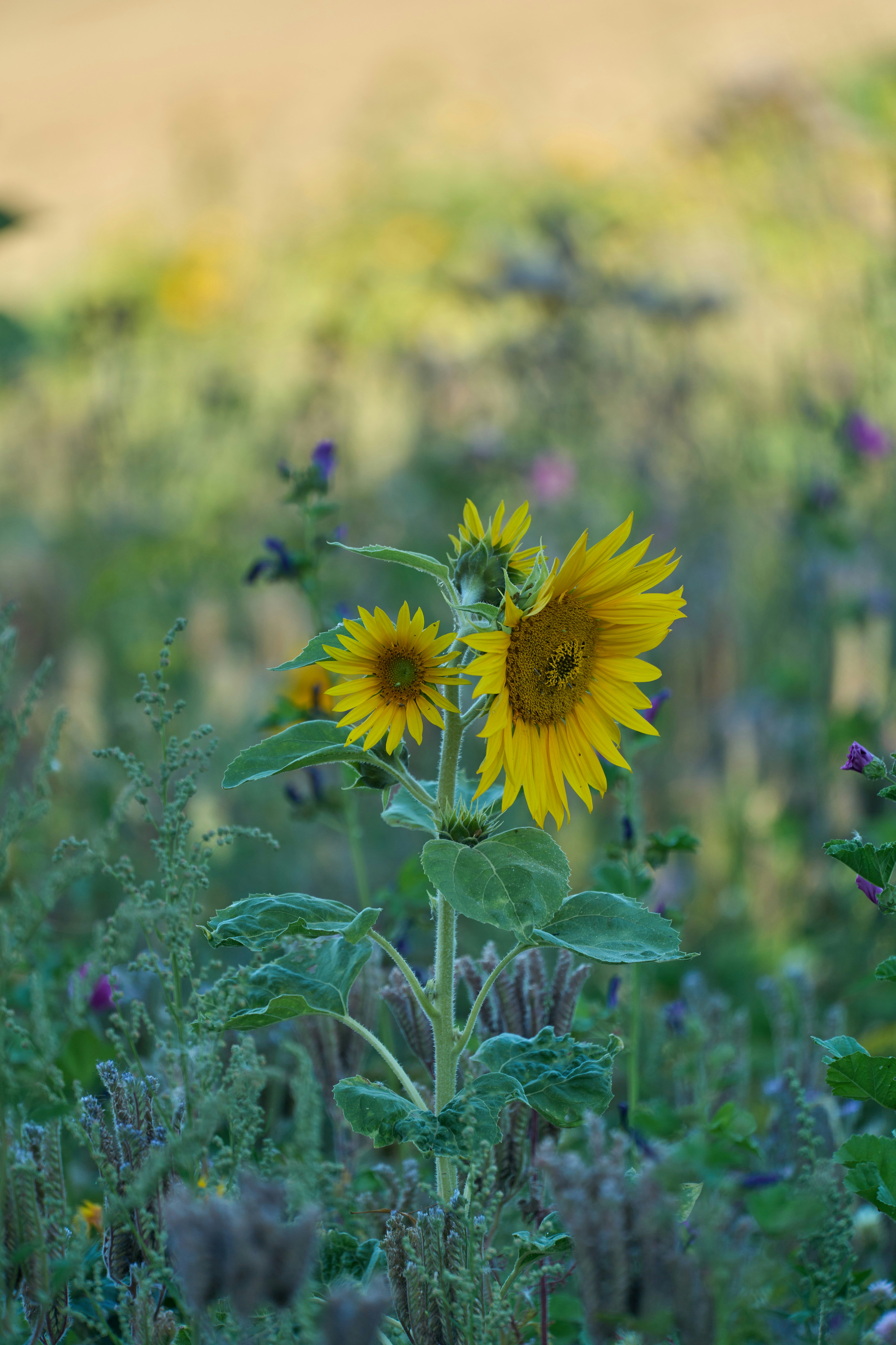 Photo by wolfgang_hasselmann