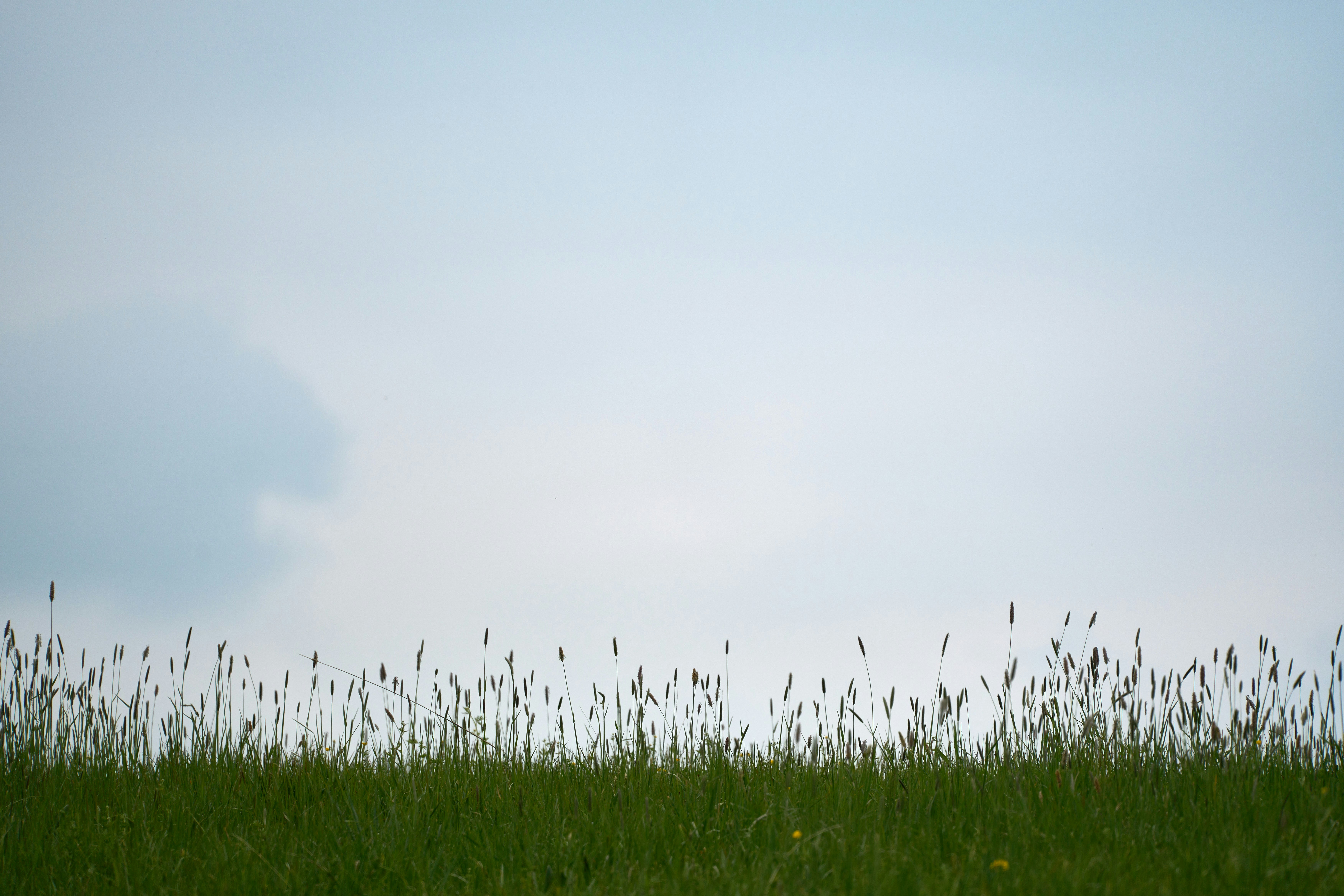 Photo by wolfgang_hasselmann